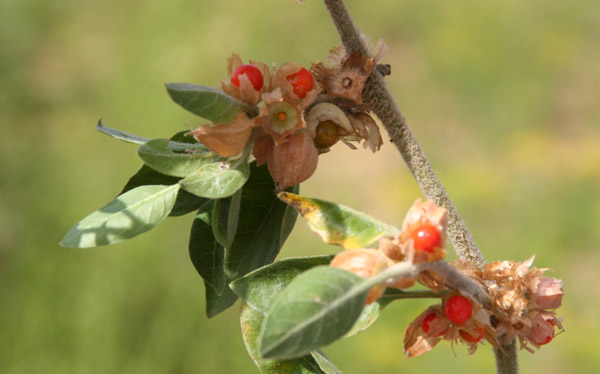 Klinische Doppelblindstudien zu Withania Somnifera in Bezug auf COVID-19
