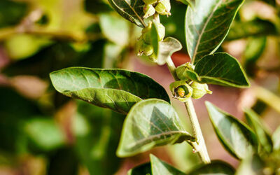Geht von Ashwagandha eine Gefahr aus?